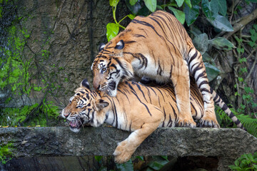 Fototapeta na wymiar two tigers playing