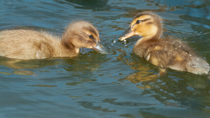 Ducklings mixed breed mallard Indian runner duck in water