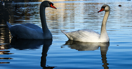 swans on the lake