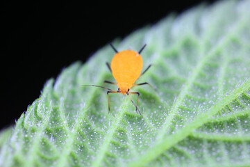 Aphids crawl on green plants