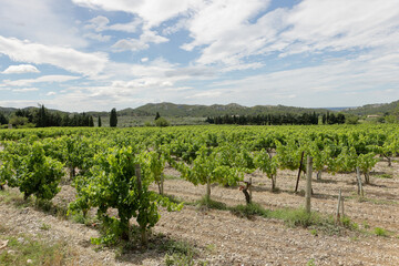 Fototapeta na wymiar vineyard in region Provence 