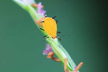 Aphids crawl on green plants