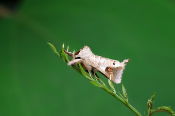 Moths on leaves in nature, North China Plain