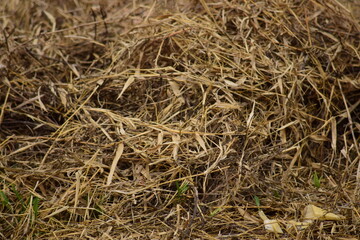 Dry leaves and grass are used as a background.