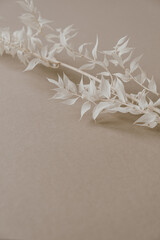 White plant branch on neutral pastel beige background. Minimal stylish still life floral composition.