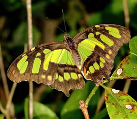 Macro photo of a Malachite butterfly on green leaf background. Siproeta stelenes.