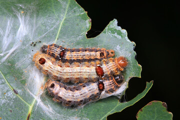The larvae of moths are covered with bristles and look terrible