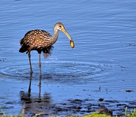 A Limpkin just found a clam while wading in the pond. Aramus guarauna.