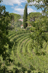 a vineyard in the Tuscany region