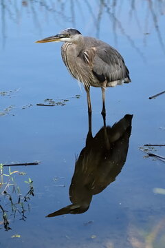 Full body photo of a Great blue heron wading in pond casting a shadow upon the water.