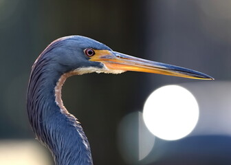 Head shot of Tricolored heron with a light in background. Egretta tricolor.