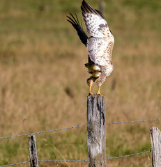 bird of prey buzzard taking off from fence post