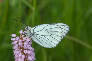Baum-Weißling, Aporia crataegi, DE, NRW, Lewertbachtal, Eifel 2020/06/06 15:57:20