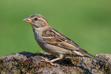 Haussperling (Passer domesticus) Weibchen