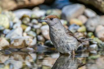 Mönchsgrasmücke (Sylvia atricapilla) Weibchen