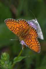 Randring-Perlmutterfalter - Boloria eunomia, DE, RLP, Wirfttal, Eifel 2020/06/06 16:37:44