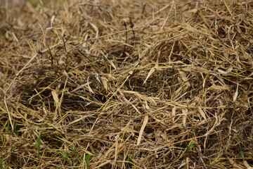 Dry leaves and grass are used as a background.
