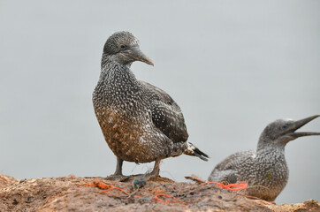 Junger Basstölpel auf Helgoland