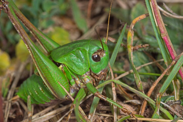 Warzenbeißer,..Decticus verrucivorus, DE, RLP, Gönnersdorf, Eifel 2020/06/07 10:44:16