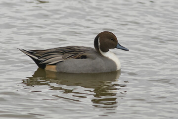 Male Northern Pintail (Anas acuta) on a lake at Slimbridge in Gloucestershire whilst wintering in the United Kingdom. 