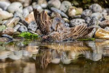 Haussperling (Passer domesticus) Jugendlich