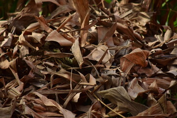 Dry leaves and grass are used as a background.