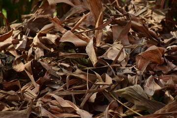 Dry leaves and grass are used as a background.
