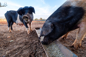 Faixat breed pig, Llucmajor, Mallorca, Balearic Islands, Spain