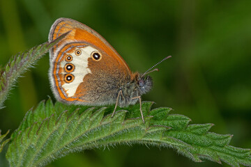 Obraz premium Coenonympha arcania, Weißbindiges Wiesenvögelchen, DE, RLP, Gönnersdorf, Eifel 2020/06/07 11:16:44