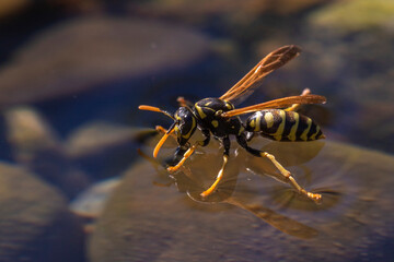 Haus-Feldwespe (Polistes dominula), Gallische Feldwespe holt Wasser