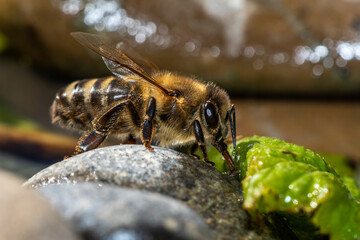 Honigbiene (Apis mellifera) holt Wasser