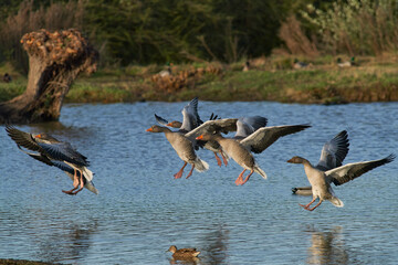Greylag Geese (Anser anser) coming in to land on a lake during winter at Slimbridge in Gloucestershire, England. 