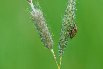Schildkrötenwanze (Eurygaster testudinaria) 