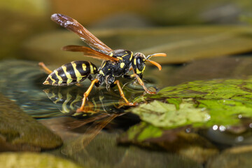 Haus-Feldwespe (Polistes dominula), Gallische Feldwespe holt Wasser