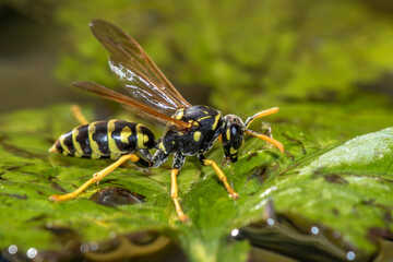 Haus-Feldwespe (Polistes dominula), Gallische Feldwespe holt Wasser