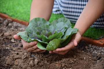 Green leafy vegetables in the daytime have a beautiful color.
