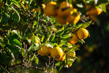 oranges on the tree, Lloret de Vista Alegre, Mallorca, Balearic Islands, Spain