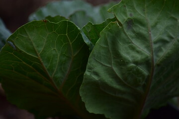 Green leafy vegetables in the daytime have a beautiful color.