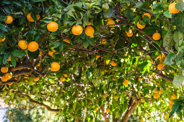 oranges on the tree, Lloret de Vista Alegre, Mallorca, Balearic Islands, Spain