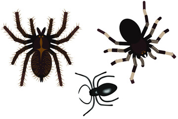 Collection of creepy poisonous spiders on a white background. Vector illustration