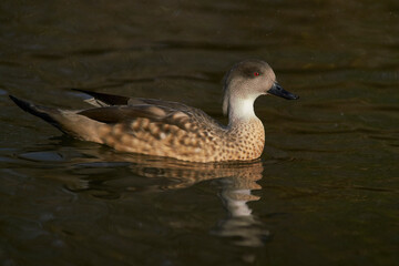 Obraz premium Patagonian Crested Duck (Lophonetta specularioides specularioides) swimming on a pond at Slimbridge in Gloucestershire, United Kingdom.