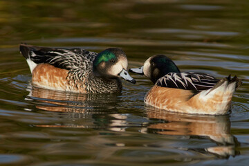 Obraz premium Chiloe Wigeon (Mareca sibilatrix) interacting on a pond at Slimbridge in Gloucestershire, United Kingdom