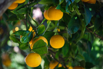 oranges on the tree, Lloret de Vista Alegre, Mallorca, Balearic Islands, Spain