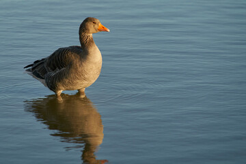 Greylag Geese (Anser anser) on a lake during winter at Slimbridge in Gloucestershire, England. 