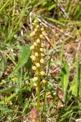 Fototapeta premium Ohnhorn, Orchis anthropophora, DE, RLP, Gönnersdorf, Eifel 2020/06/07 12:11:39