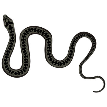 Black venomous snake viper on a white background. Vector illustration