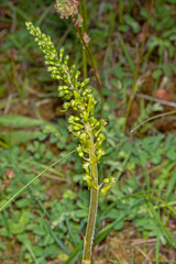 Großes Zweiblatt, Neottia ovata, DE, RLP, Gönnersdorf, Eifel 2020/06/07 12:16:07