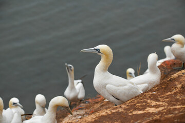 Basstölpel auf Helgoland