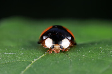 Ladybirds live on weeds in the North China Plain