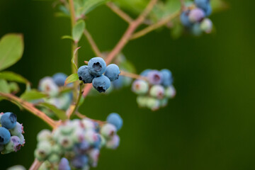 Blueberries on the bush. Blue and green ripening berries against the background of leaves and grass.
